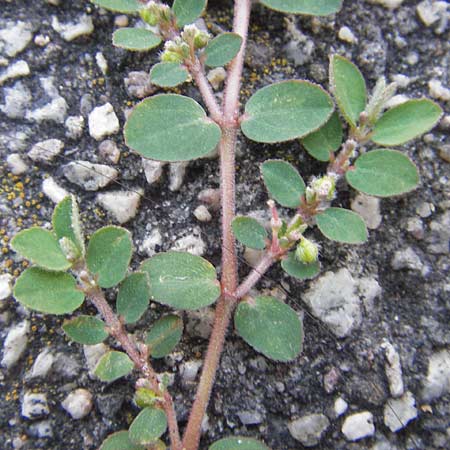 Chamaesyce prostrata \ Hingestreckte Wolfsmilch / Trailing Red Spurge, Prostrate Spurge, D Mannheim 4.9.2013