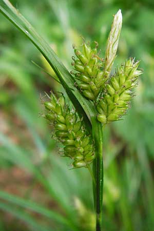 Carex pallescens \ Bleiche Segge / Pale Sedge, D Pfalz, Speyer 6.5.2014