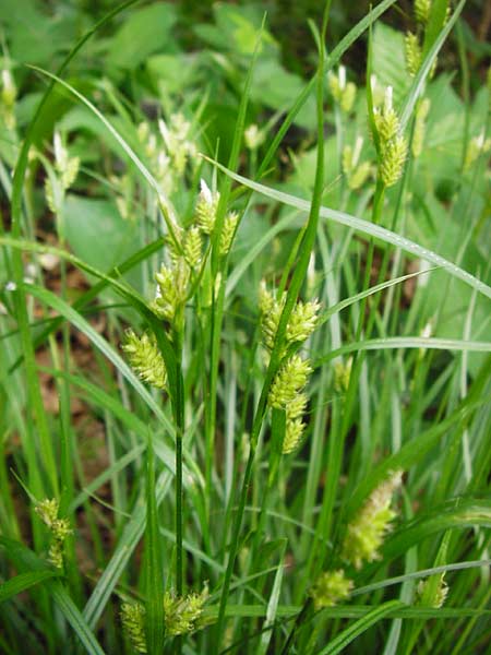 Carex pallescens \ Bleiche Segge / Pale Sedge, D Pfalz, Speyer 6.5.2014