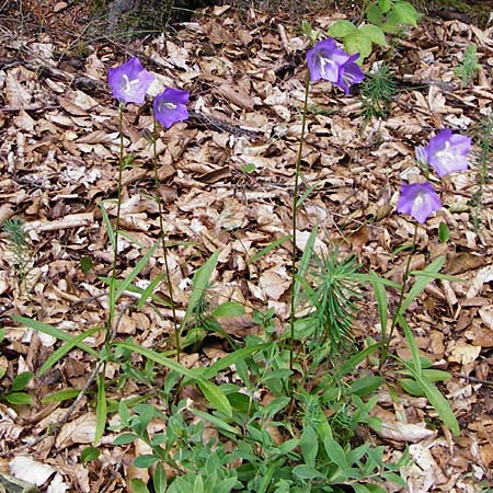 Campanula persicifolia \ Pfirsichblttrige Glockenblume / Peachleaf Bellflower, D Kinding 15.6.2014