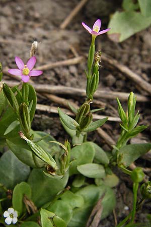 Centaurium pulchellum \ Kleines Tausendgldenkraut / Branched Centaury, D Oppenheim 9.8.2014