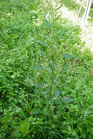 Chenopodium album subsp. pedunculare \ Stielbltiger Gnsefu / Seaport Goosefoot, D Bensheim 1.10.2014