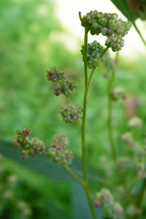 Chenopodium album subsp. pedunculare \ Stielbltiger Gnsefu / Seaport Goosefoot, D Bensheim 1.10.2014
