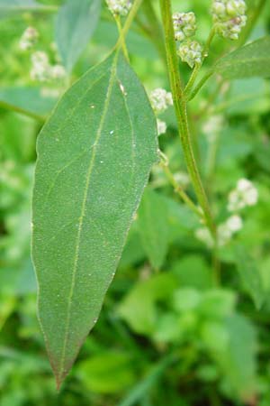 Chenopodium album subsp. pedunculare \ Stielbltiger Gnsefu / Seaport Goosefoot, D Bensheim 1.10.2014