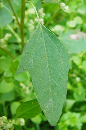 Chenopodium album subsp. pedunculare \ Stielbltiger Gnsefu / Seaport Goosefoot, D Bensheim 1.10.2014