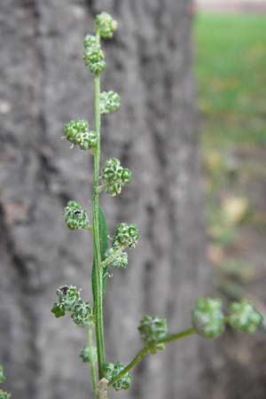 Chenopodium album subsp. pedunculare \ Stielbltiger Gnsefu / Seaport Goosefoot, D Mannheim 2.10.2014