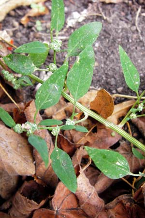 Chenopodium album subsp. pedunculare \ Stielbltiger Gnsefu / Seaport Goosefoot, D Mannheim 2.10.2014