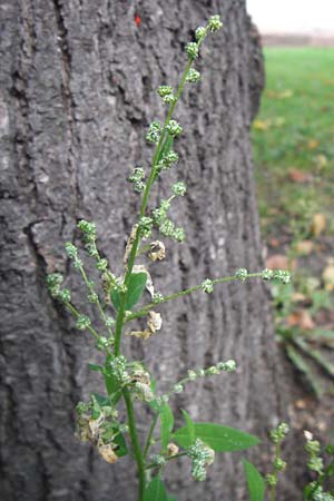 Chenopodium album subsp. pedunculare \ Stielbltiger Gnsefu / Seaport Goosefoot, D Mannheim 2.10.2014