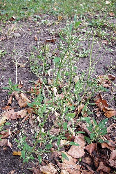 Chenopodium album subsp. pedunculare \ Stielbltiger Gnsefu / Seaport Goosefoot, D Mannheim 2.10.2014