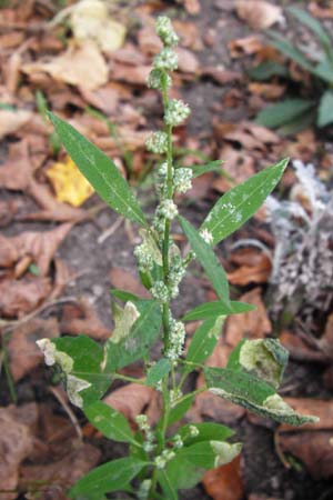 Chenopodium album subsp. pedunculare \ Stielbltiger Gnsefu / Seaport Goosefoot, D Mannheim 2.10.2014