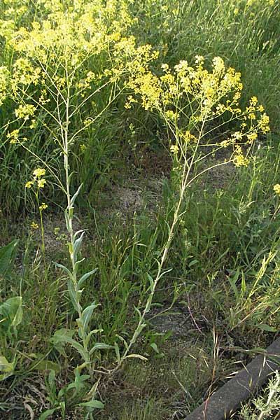 Isatis tinctoria, Färber-Waid