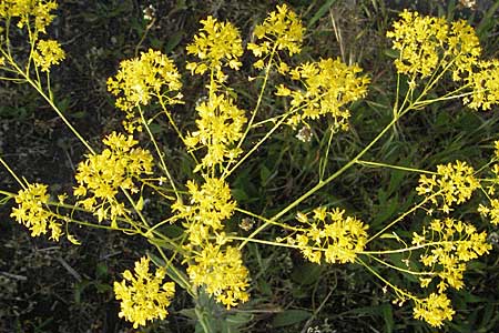 Isatis tinctoria \ Frber-Waid / Woad, D Mannheim 12.5.2006