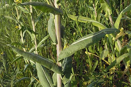 Isatis tinctoria \ Frber-Waid / Woad, D Mannheim 12.5.2006