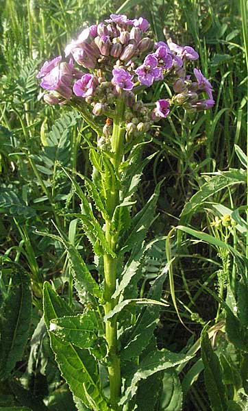 Hesperis matronalis \ Gewhnliche Nachtviole / Dame's Violet, D Mannheim 17.5.2006