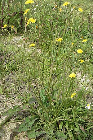 Crepis capillaris \ Kleinkpfiger Pippau, Kleinbltiger Pippau / Smooth Hawk's-Beard, D Waghäusel 16.9.2006