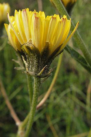Crepis taraxicifolia \ Lwenzahnblttriger Pippau / Beaked Hawk's-Beard, D Bruchsal 7.4.2007