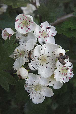 Crataegus x macrocarpa \ Grofrchtiger Weidorn, D Donnersberg 6.5.2007