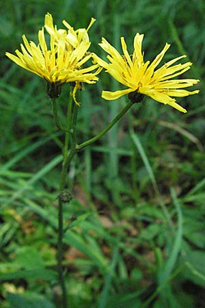 Crepis paludosa \ Sumpf-Pippau / Marsh Hawk's-Beard, D Odenwald, Unterabtsteinach 19.5.2007