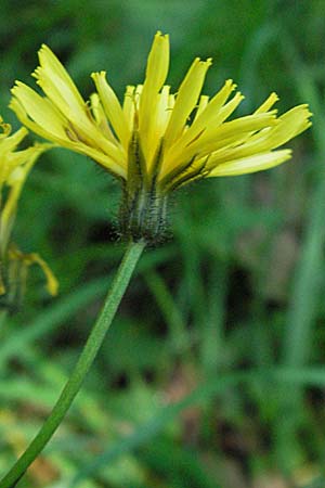 Crepis paludosa \ Sumpf-Pippau / Marsh Hawk's-Beard, D Odenwald, Unterabtsteinach 19.5.2007