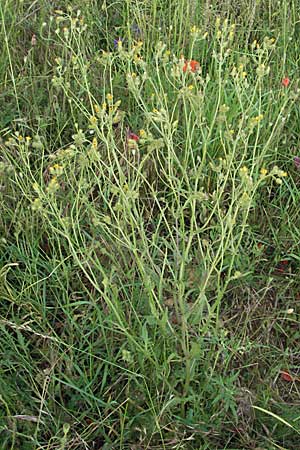 Crepis setosa \ Borstiger Pippau / Bristly Hawk's-Beard, D Neuleiningen 12.6.2007