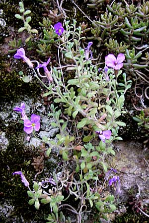 Aubrieta deltoidea \ Blaukissen / Purple Rock Cress, D Mannheim-Seckenheim 1.5.2008