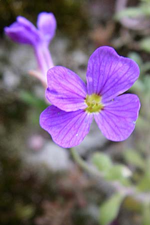 Aubrieta deltoidea \ Blaukissen / Purple Rock Cress, D Mannheim-Seckenheim 1.5.2008