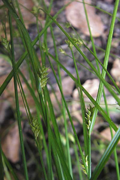 Carex remota \ Winkel-Segge / Remote Sedge, D Bruchsal 21.6.2009