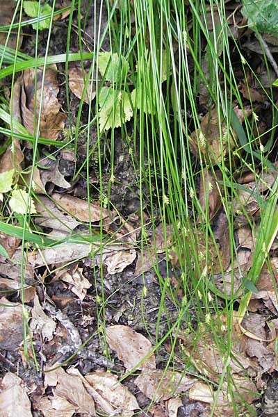 Carex remota \ Winkel-Segge / Remote Sedge, D Bruchsal 21.6.2009