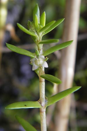 Crassula helmsii \ Nadelkraut, Helms Dickblatt / Swamp Stonecrop, New Zealand Pygmyweed, D Schauernheim 18.7.2011