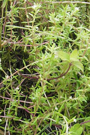 Crassula helmsii \ Nadelkraut, Helms Dickblatt / Swamp Stonecrop, New Zealand Pygmyweed, D Schauernheim 18.7.2011