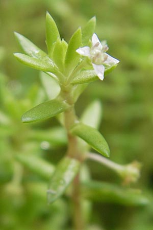Crassula helmsii \ Nadelkraut, Helms Dickblatt / Swamp Stonecrop, New Zealand Pygmyweed, D Schauernheim 18.7.2011