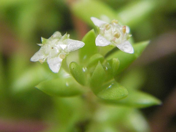 Crassula helmsii \ Nadelkraut, Helms Dickblatt / Swamp Stonecrop, New Zealand Pygmyweed, D Schauernheim 18.7.2011