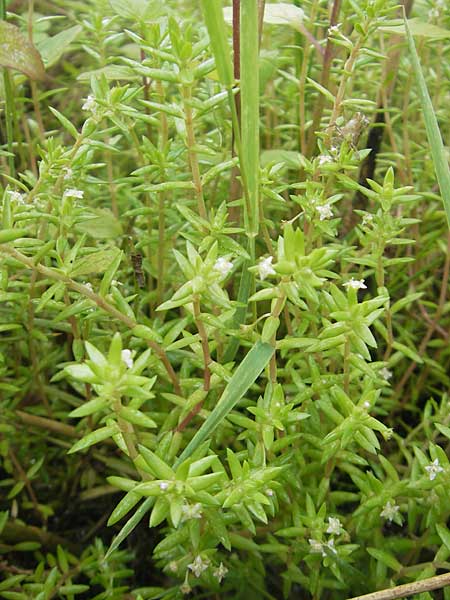 Crassula helmsii \ Nadelkraut, Helms Dickblatt / Swamp Stonecrop, New Zealand Pygmyweed, D Schauernheim 18.7.2011