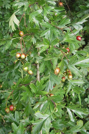 Crataegus monogyna \ Eingriffeliger Weidorn / Hawthorn, D Franken/Franconia Neukirchen 6.8.2011