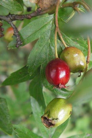 Crataegus monogyna \ Eingriffeliger Weidorn / Hawthorn, D Franken/Franconia Neukirchen 6.8.2011
