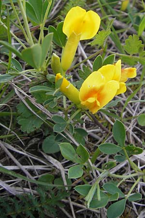 Cytisus ratisbonensis \ Regensburger Zwergginster / Regensburg Broom, D Eching 5.5.2012