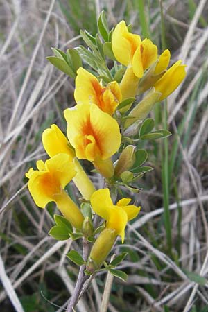 Cytisus ratisbonensis \ Regensburger Zwergginster / Regensburg Broom, D Eching 5.5.2012