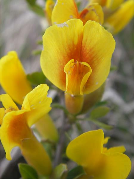 Cytisus ratisbonensis \ Regensburger Zwergginster / Regensburg Broom, D Eching 5.5.2012