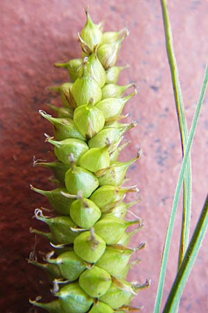 Carex rostrata \ Schnabel-Segge / Bottle Sedge, D Schwarzwald/Black-Forest, Kaltenbronn 7.7.2012