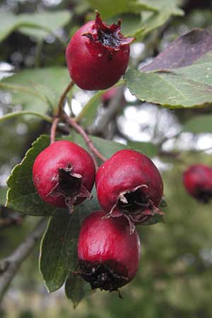 Crataegus rhipidophylla subsp. rhipidophylla \ Grokelch-Weidorn / Midland Hawthorn, D Hemsbach 25.9.2012