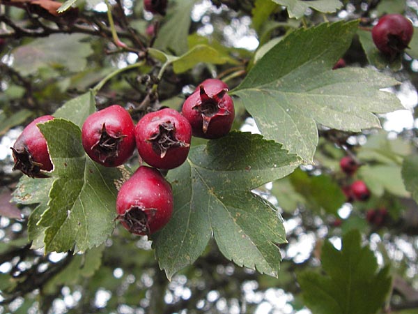 Crataegus rhipidophylla subsp. rhipidophylla \ Grokelch-Weidorn / Midland Hawthorn, D Hemsbach 25.9.2012
