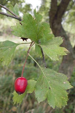 Crataegus rhipidophylla subsp. rhipidophylla \ Grokelch-Weidorn / Midland Hawthorn, D Hemsbach 25.9.2012