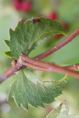 Crataegus rhipidophylla subsp. rhipidophylla \ Grokelch-Weidorn / Midland Hawthorn, D Hemsbach 25.9.2012