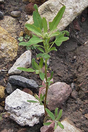 Chenopodium ficifolium \ Feigenblttriger Gnsefu / Fig-Leaved Goosefoot, D Groß-Gerau 28.9.2012