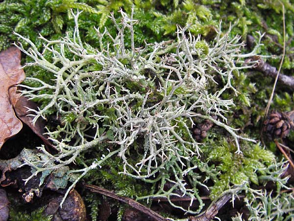 Cladonia rangiformis \ Gesprenkelte Becher-Flechte / Reindeer Moss, D Neckargerach 3.2.2013