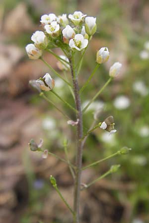 Capsella rubella \ R&ouml;tliches Hirtent�schel / Pink Shepherd's Purse, D R&ouml;merberg 15.4.2013