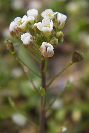 Capsella rubella \ R&ouml;tliches Hirtent�schel / Pink Shepherd's Purse, D R&ouml;merberg 15.4.2013
