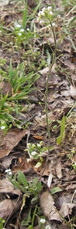 Capsella rubella \ R&ouml;tliches Hirtent�schel / Pink Shepherd's Purse, D R&ouml;merberg 15.4.2013