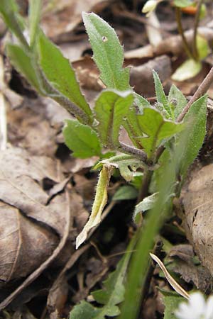 Capsella rubella \ R&ouml;tliches Hirtent�schel / Pink Shepherd's Purse, D R&ouml;merberg 15.4.2013