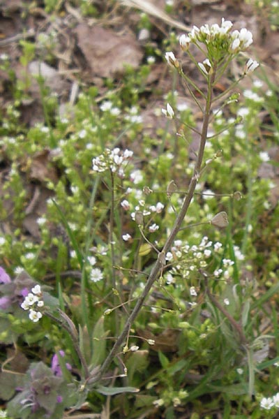 Capsella rubella \ R&ouml;tliches Hirtent�schel / Pink Shepherd's Purse, D R&ouml;merberg 15.4.2013